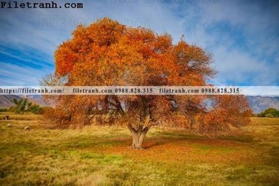 Tệp tin gốc phong canh dep 150 (chất lượng) phong canh dep 150