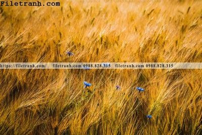 File tranh phong canh dep 285 (bản gốc) treo tường