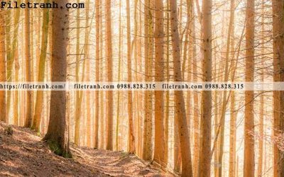 File in trần phong canh dep 318 (bản gốc) 5D