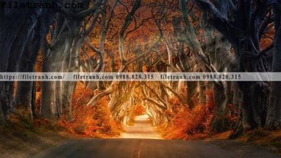 File in ấn phong canh dep 339 (bản gốc) cao cấp