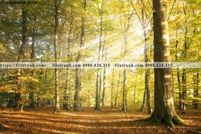 File in trần phong canh rung cay mua thu 504 (bản gốc) 5D