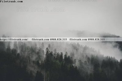 File tranh ảnh gốc phong canh rung cay mua thu 508 dùng cho in khổ lớn