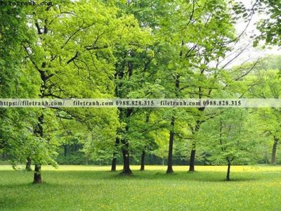 Tải file phong canh rung cay mua thu 510 (gốc) làm file quảng cáo