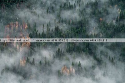 File tranh gốc phong canh rung cay mua thu 520 (bản quyền) file PSD