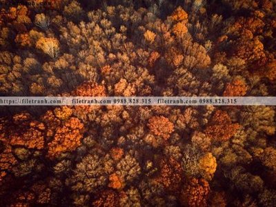 Tải file phong canh rung cay mua thu 523 (PSD) cho in ấn quảng cáo