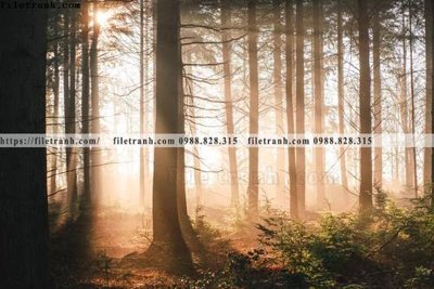 Tải file gốc phong canh rung cay mua thu 524 (in tráng gương) cao cấpFile gốc phong canh rung cay mua thu 524 (in ấn) phiên bản độc quyền