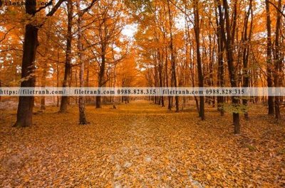 Tải file gốc phong canh rung cay mua thu 539 (in tráng gương) cao cấpFile gốc phong canh rung cay mua thu 539 (in ấn) phiên bản độc quyền