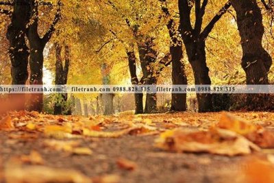 Download file tranh phong canh rung cay mua thu 540 (file gốc PSD)