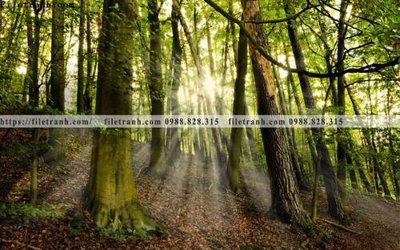 File tranh quảng cáo phong canh rung cay mua thu 545 (download file gốc)