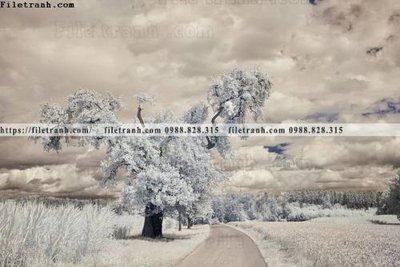 File gốc phong canh rung cay mua thu 571 (ảnh chi tiết) để in ấn