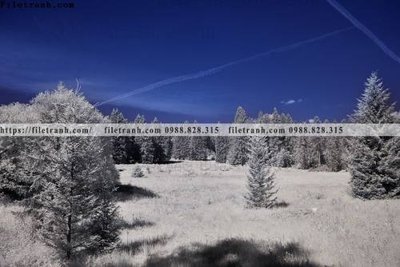 File gốc phong canh rung cay mua thu 579 (thiết kế) độc quyền