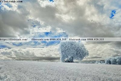 Tải file phong canh rung cay mua thu 580 (gốc) làm file thiết kế