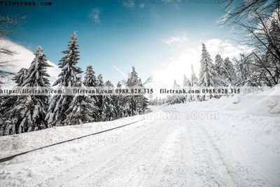 File PSD in ấn phong canh rung cay mua thu 594 (chất lượng cao)