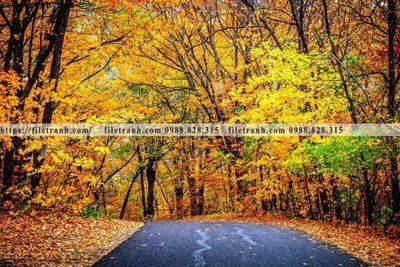 Tải file phong canh rung cay mua thu 611 (ảnh gốc) in tranh kính