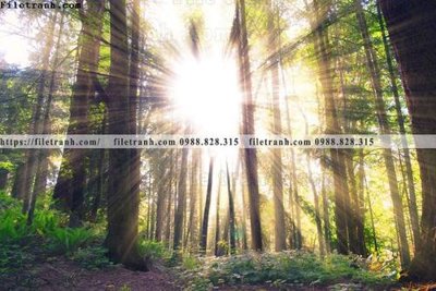 File gốc phong canh rung cay mua thu 613 (thiết kế) cho in ấn