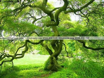 File tranh phong canh rung cay mua thu 625 (ảnh gốc) cho in ấn kỹ thuật số