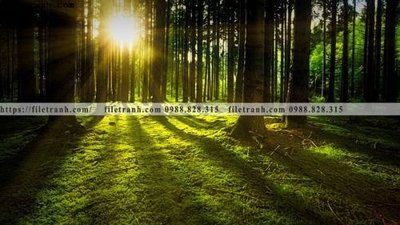 File tranh phong canh rung nui bien 529 (gốc) in film