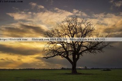 File gốc phong canh rung nui bien 577 (in ấn) không giới hạn