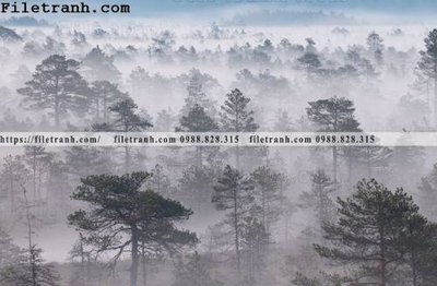 File tranh phong canh rung suong mu 116 (ảnh gốc) độc quyền