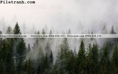 Hình ảnh file gốc phong canh rung suong mu 122 (chất lượng cao)