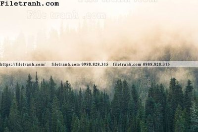 Tải file tranh phong canh rung suong mu 137 (ảnh gốc) ngay