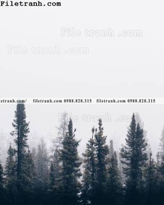 File ảnh phong canh rung suong mu 154 (gốc) in PP, decal