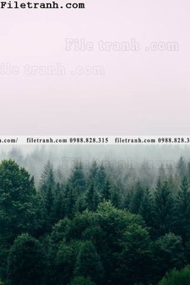 Tải file phong canh rung suong mu 155 (gốc) in trên mọi chất liệu