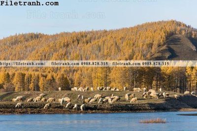 Ảnh gốc phong canh thao nguyen Mong Co 133 (độ nét cao) in tráng gương