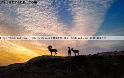 File tranh phong canh thao nguyen Mong Co 157 (gốc) chủ đề tĩnh vật