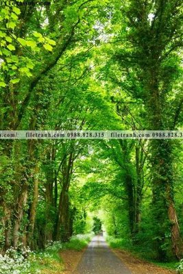 File gốc phong canh tranh don dang dung 542 (PNG) không nền chất lượng