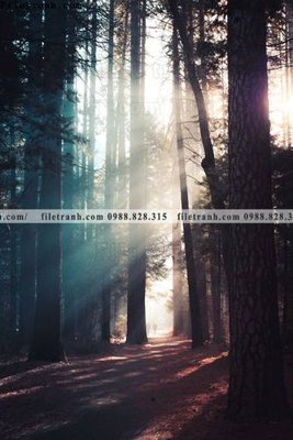 Tải file gốc tran don 1 tam phong canh 195 dùng cho in ấn