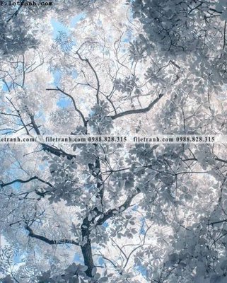 Tải file gốc tran don 1 tam phong canh 212 dùng cho in ấn