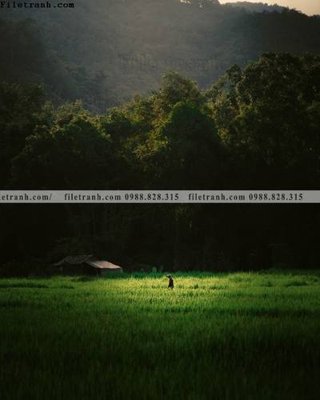 File gốc tran don 1 tam phong canh 244 (PSD/TIFF) độ phân giải cao