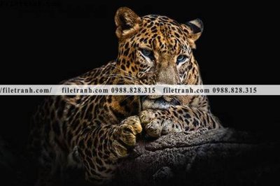 File gốc tranh con bao 654 (in tráng gương) nghệ thuật