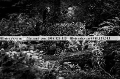 File tranh tranh con bao 658 (ảnh gốc) sắc nét hoàn hảo