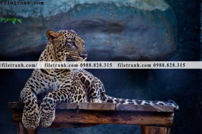 File in trần tranh con bao 661 (bản gốc) đại dương