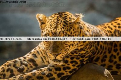 File gốc tranh con bao 662 (phong cách) tối giản