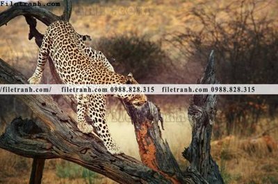 Tải file tranh con bao 663 (gốc) chủ đề tôn giáo