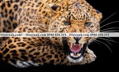 File gốc tranh con bao 664 (ảnh chi tiết) để in trần