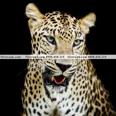 Tải file gốc tranh con bao 671 (bản PSD) đầy đủ layer