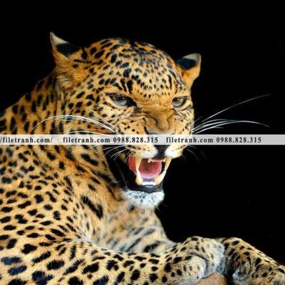 Ảnh gốc tranh con bao 675 (nét căng) in mica