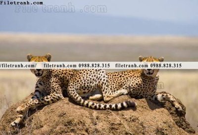 File gốc tranh con bao 682 (in 3D) cho trang trí