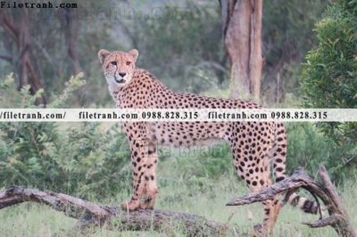 File gốc tranh con bao 683 (chủ đề hiện đại) trang trí