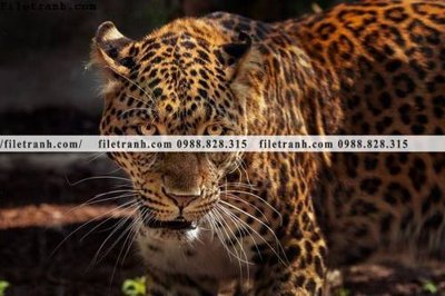 File in lụa tranh con bao 687 (phong cảnh) tranh con bao 687