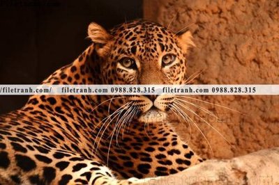 Tải file tranh gốc tranh con bao 688 chất lượng cao