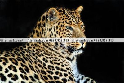 File in trần tranh con bao 689 (bản gốc) bầu trời