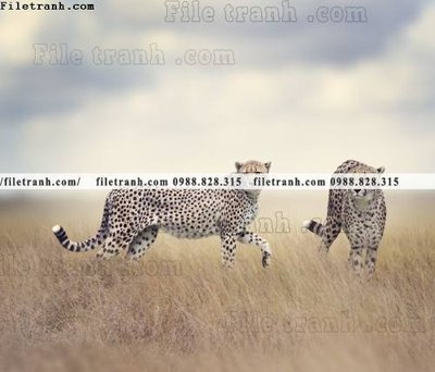 File in ấn tranh con bao 694 (bản gốc) từ file gốc