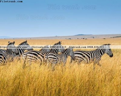 Tải file tranh con ngua van 505 (gốc) in trên mọi chất liệu