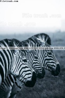 File ảnh tranh con ngua van 521 (gốc) in quảng cáo ngoài trời