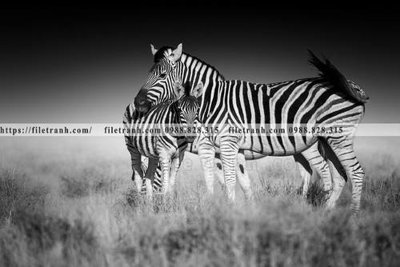 File in trần tranh con ngua van 527 (bản gốc) hoa văn